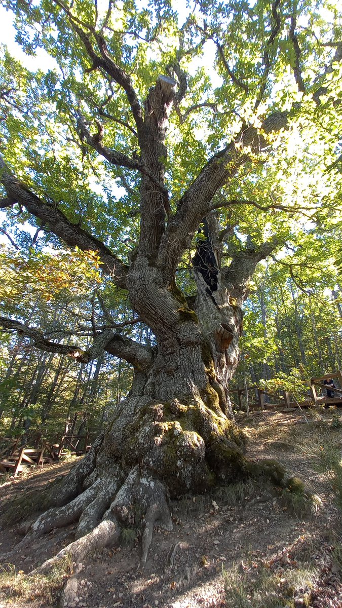Buurman stuurt vakantiefoto van indrukwekkende 600-jarige eik in het noord-Spaanse berggebied Estalaya: De Roblon de Estalaya. Omtrek is 10,5 meter.