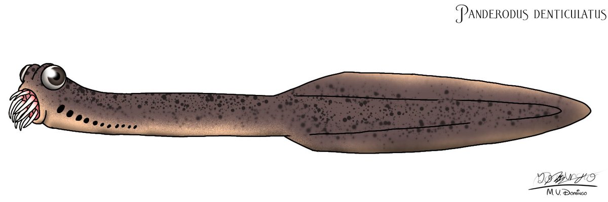 ognimdo2002's tweet photo. #Paleoctober: Panderodus

The oldest venomous animal in the world found in fossil records, during Ordovician to Devonian.

#art, #artph, #art2023, #paleoart, #Palestine, #conodont, #venomous, #lamprey, #ibispaint. https://t.co/oW79xmFpX4