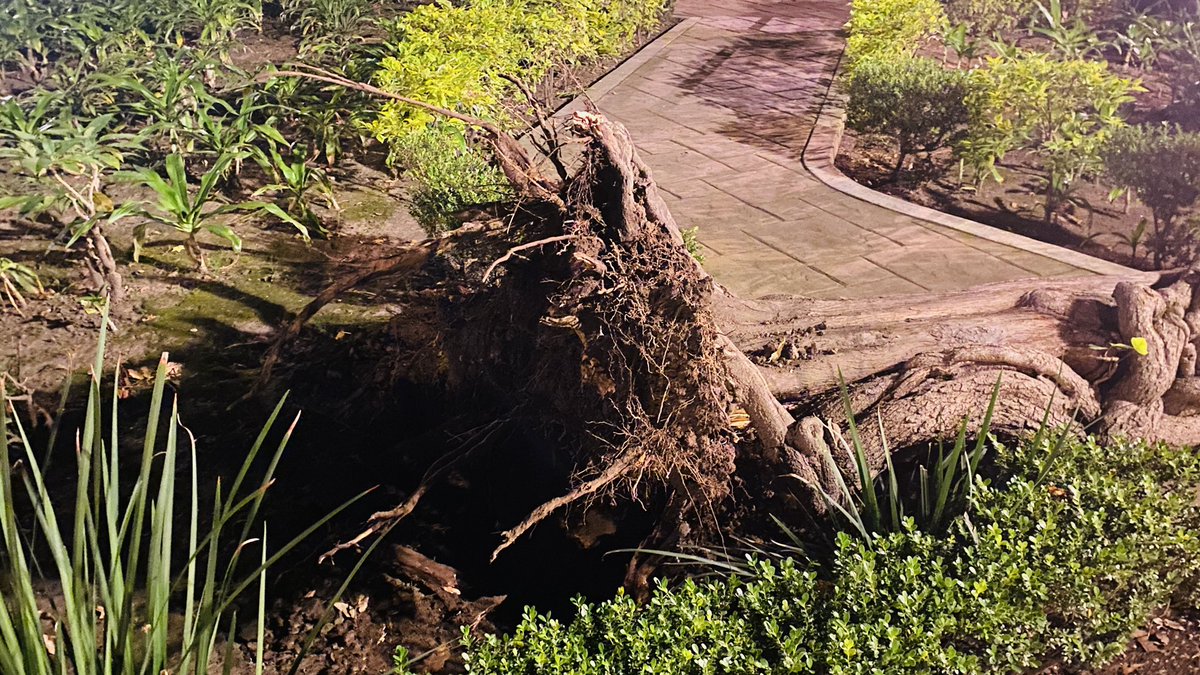 FerChanona's tweet photo. Acaba de caerse un árbol en el #parquemasayoshiohira @Bomberos_CDMX @CNPC_MX https://t.co/NG5AtRtO2J