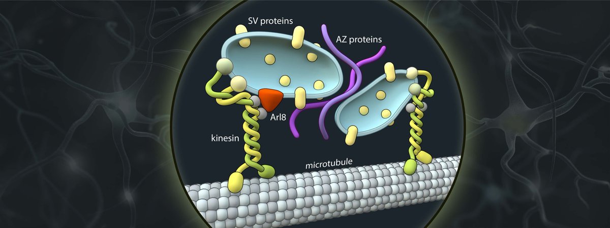 Want to know more about how the presynaptic compartment is formed and assembled in human neurons? Please see Sila's new paper form our lab just out in Science: DOI: 10.1126/science.adg1075.