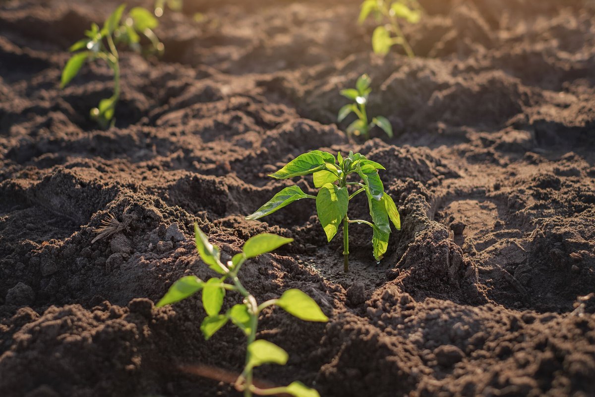 Today is global fertiliser day! 

Fertiliser is responsible for 50% of the world's food production. Without fertiliser, half of the world's population would go hungry.

#globalfertiliserday #teamwynnstay