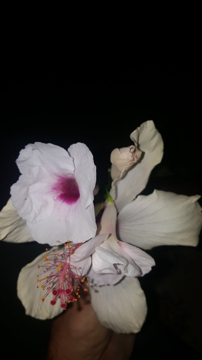 Late walk n stroll away from trolls and the bridges they try to extend to me.
Troll killer for hire. Just hit me uo