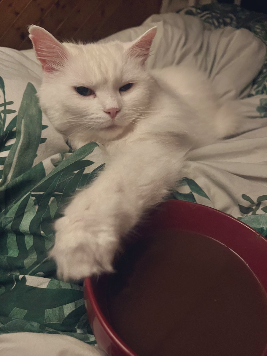 There is no coffee. There is only #cat 😼