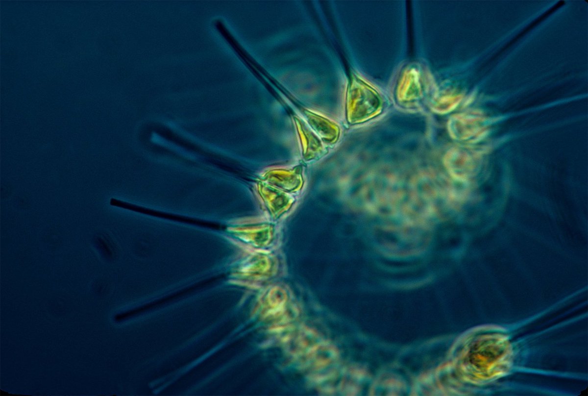Record North Atlantic heat sees phytoplankton decline that will even worse next year as ocean heats up Phytoplankton are not only the basis of marine food chain but also sequester huge amounts of carbon and also produce half oxygen for life on Earth

news.mongabay.com/2023/10/record…