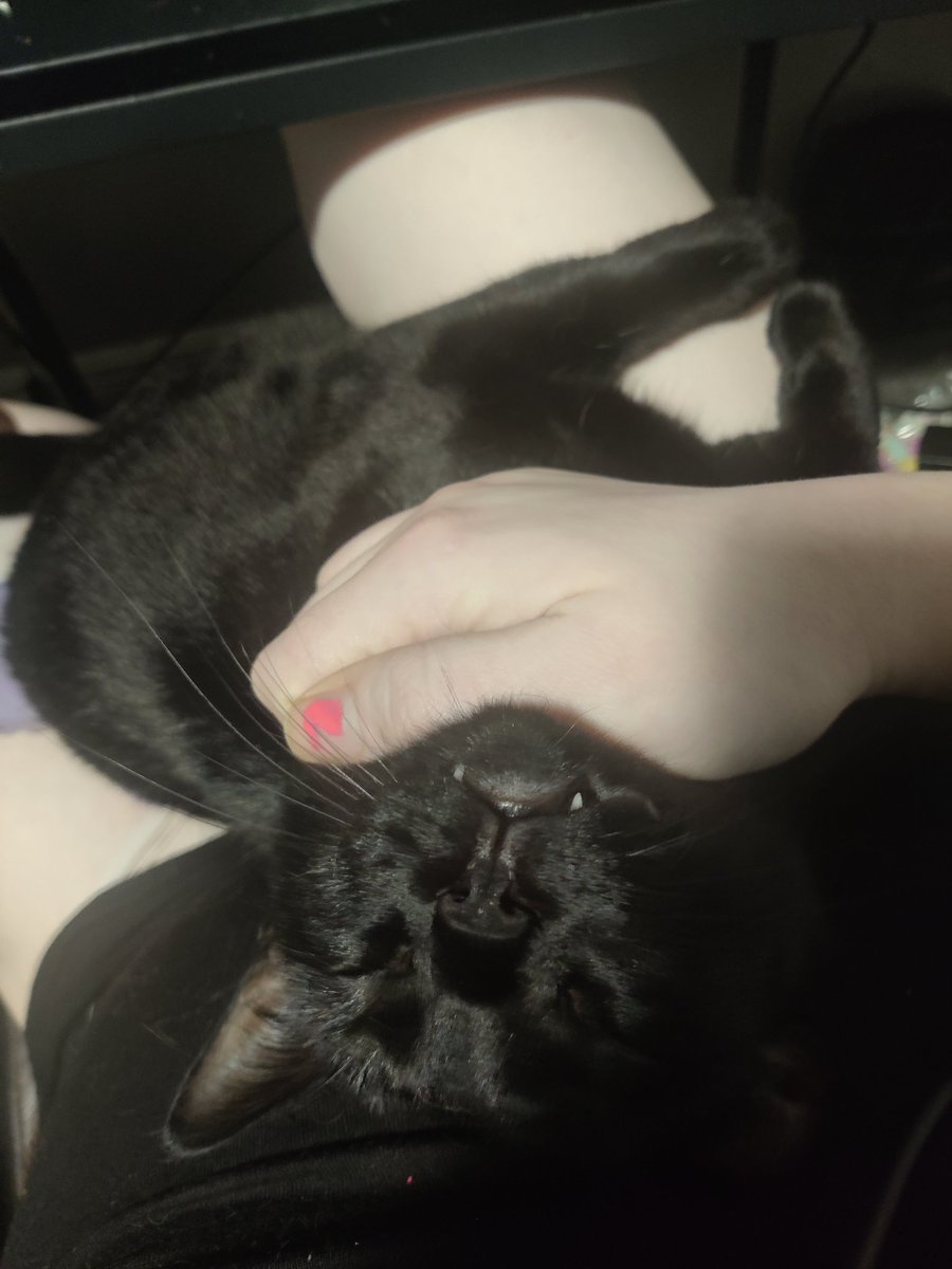 mortality_rate's tweet photo. big kitty https://t.co/4sjNvASLdN