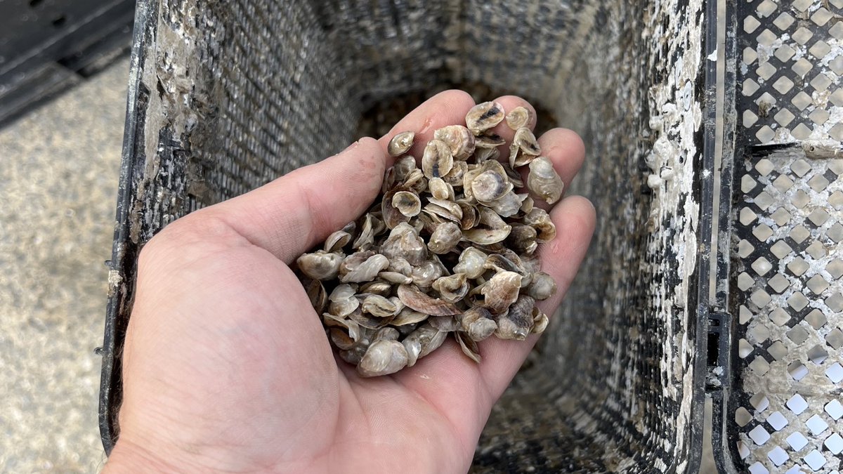 grateful_jk's tweet photo. Last sampling trip for my internship complete! Great experience observing my ‘children’ grow from spat last October to market size now, and an excellent opportunity to team science with industry! https://t.co/RU98Yau3l9