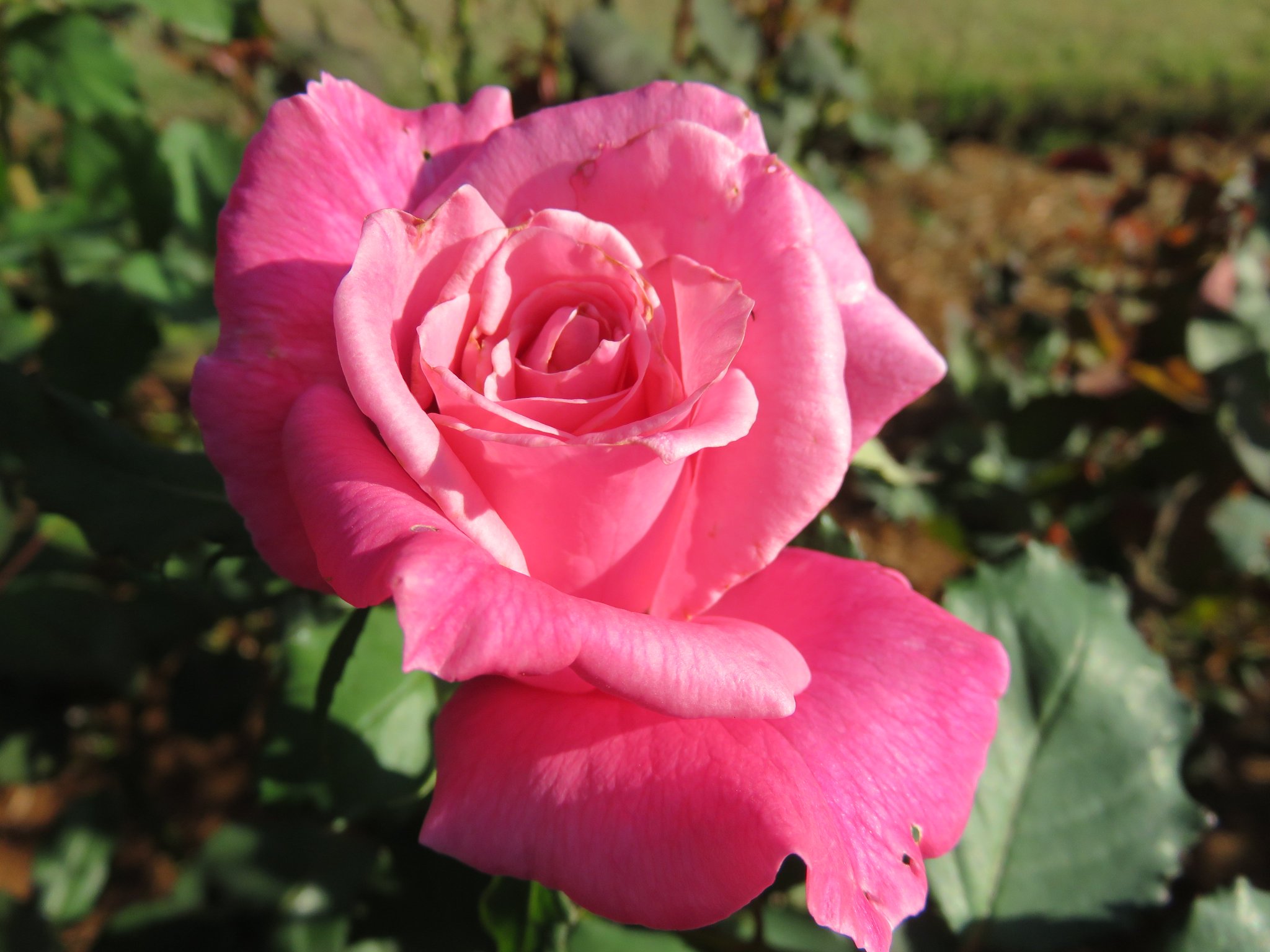 mio様向けー300 油絵/花/薔薇/バラ/旧古河庭園場/F4号 旧古河庭園で秋バラが見頃 - YouTube
