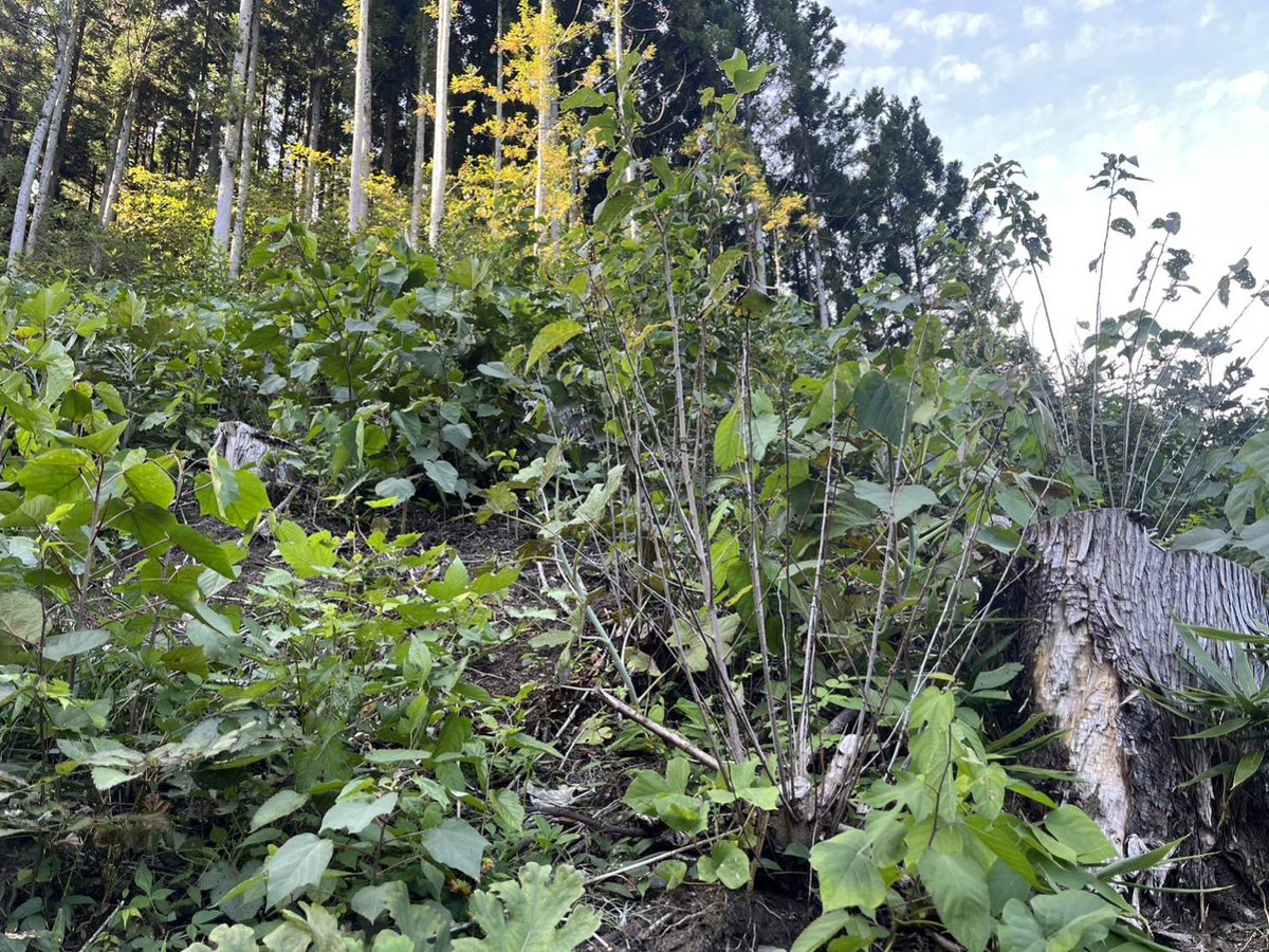 MORI NFT🌳 tweet media