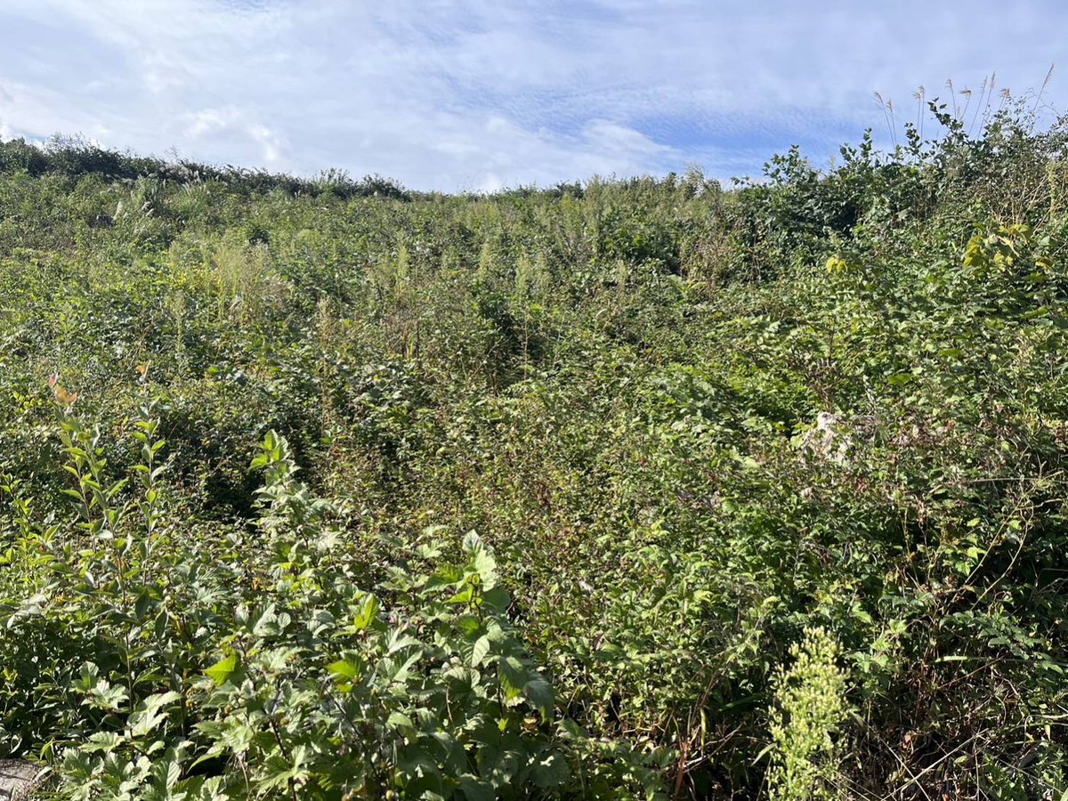 MORI NFT🌳 tweet media