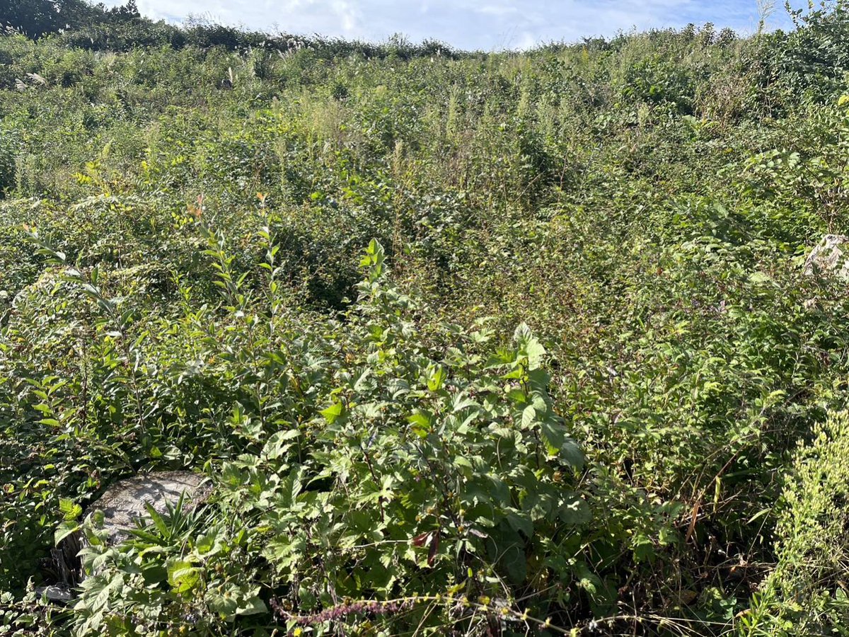 第1弾のMORI NFTに連動する庄原の植林エリアの現況です！猛暑を超えて、ゆっくりとではありますが、着々と成長しております🌳📷