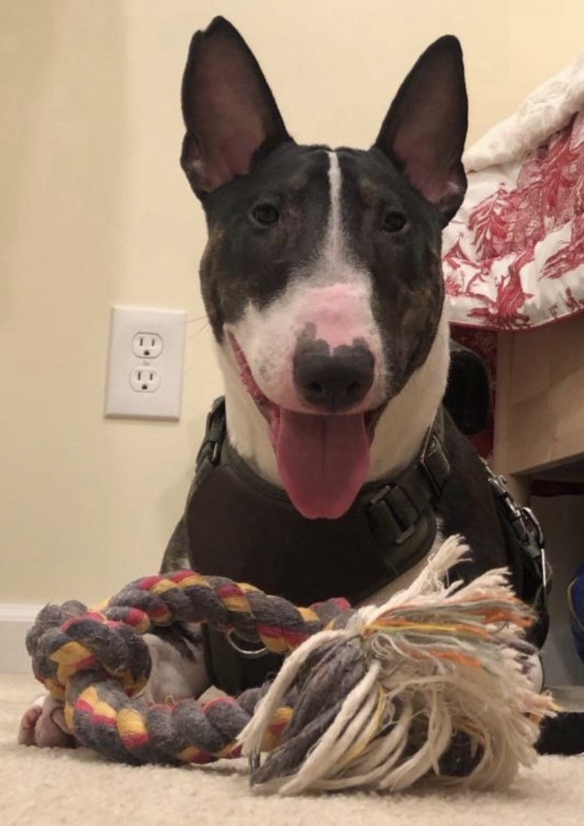 OliveAndEverton tweet media