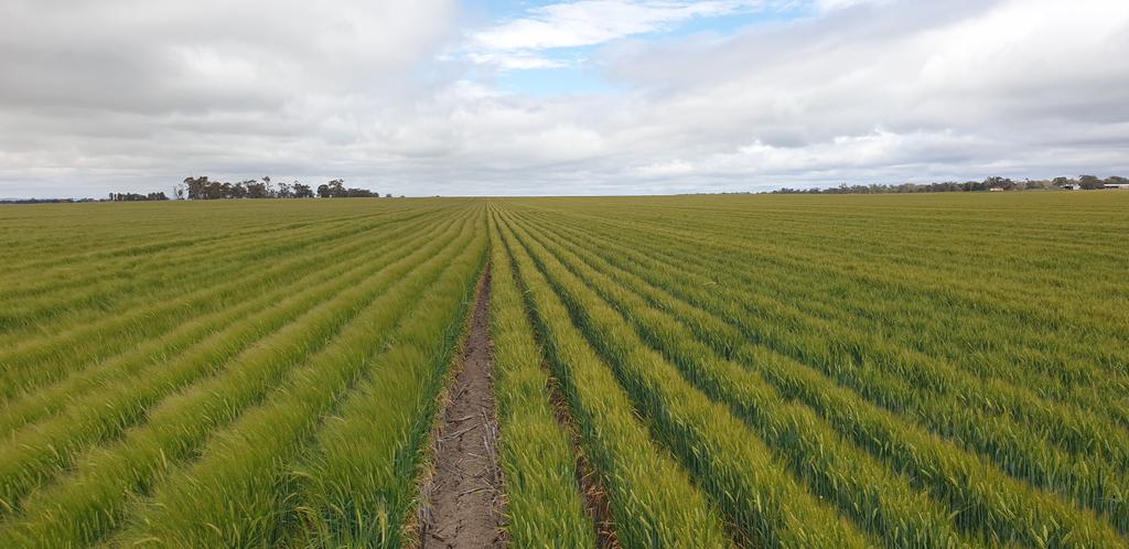 Wimmera Crop Watch tweet media