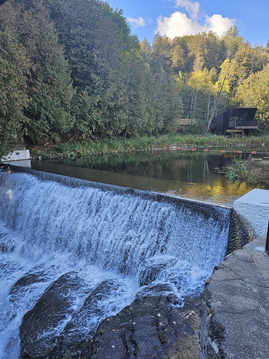 creative monkey tweet media