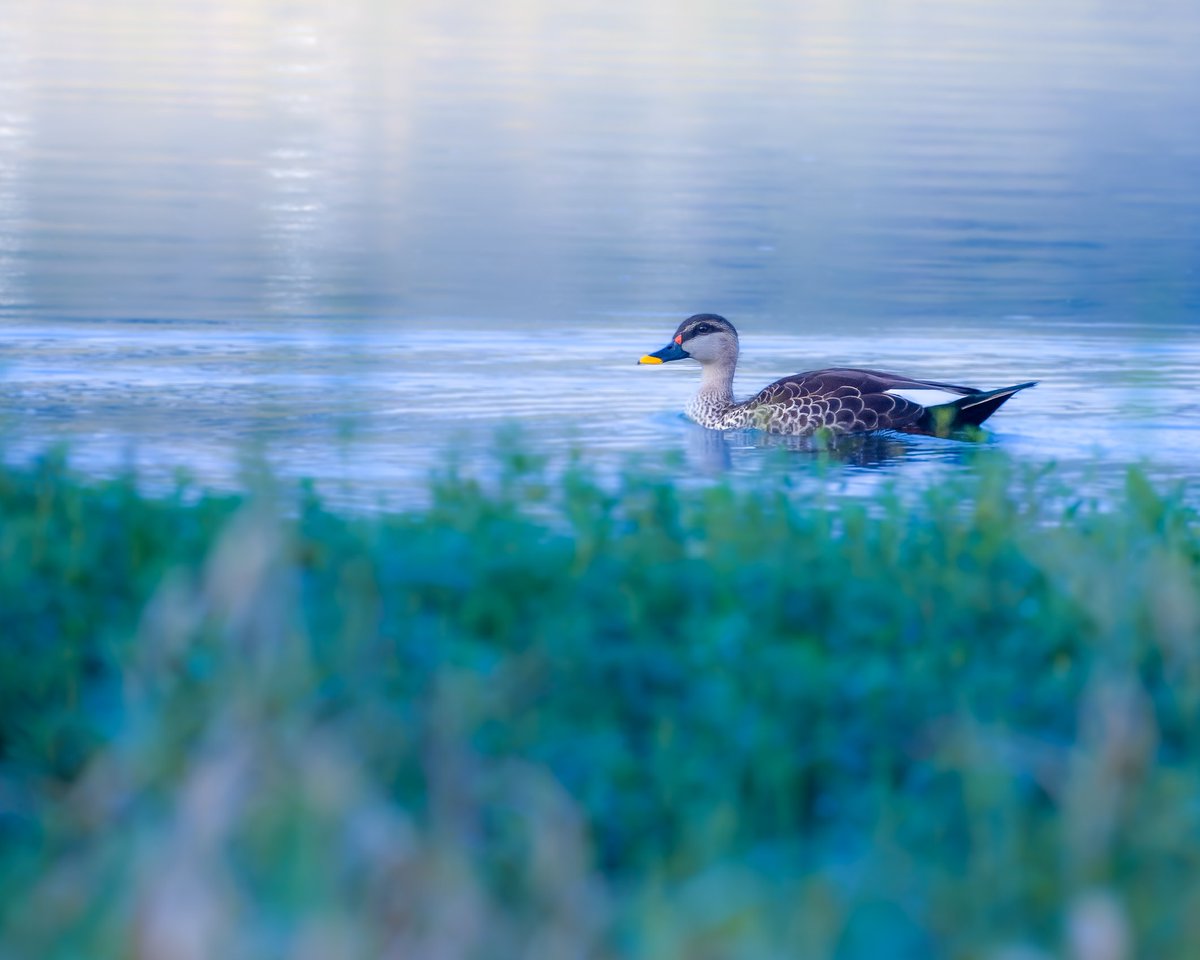 Sailing in invisible path. #spotbilledduck in pic for #BirdsInHabitat theme by #indiAves #birding #birdphotography #BirdsSeenIn2023 #BirdsOfTwitter #natgeoindia