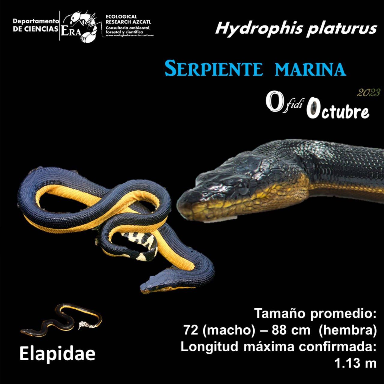 Mapa De Serpiente Marina Buenos... Comisión Nacional De Áreas