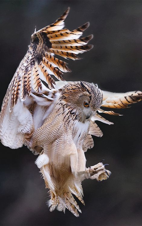 owlworlds's tweet photo. Owls: Nature's Nighttime Aviators.
.
.
#birds #Animal https://t.co/qf5XPAAbB6