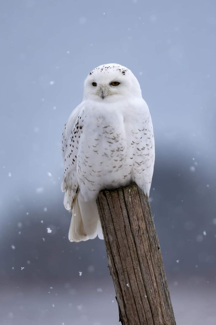 owlworlds's tweet photo. Snowy Owl.
Snowy Owls: Where Elegance Meets the Arctic🥀🍀😍 https://t.co/HcgK6Vo80J