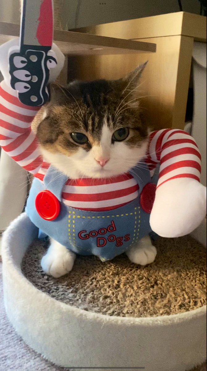 Kotaro became Chucky🧸🔪🩸
youtube.com/shorts/heioLEp…