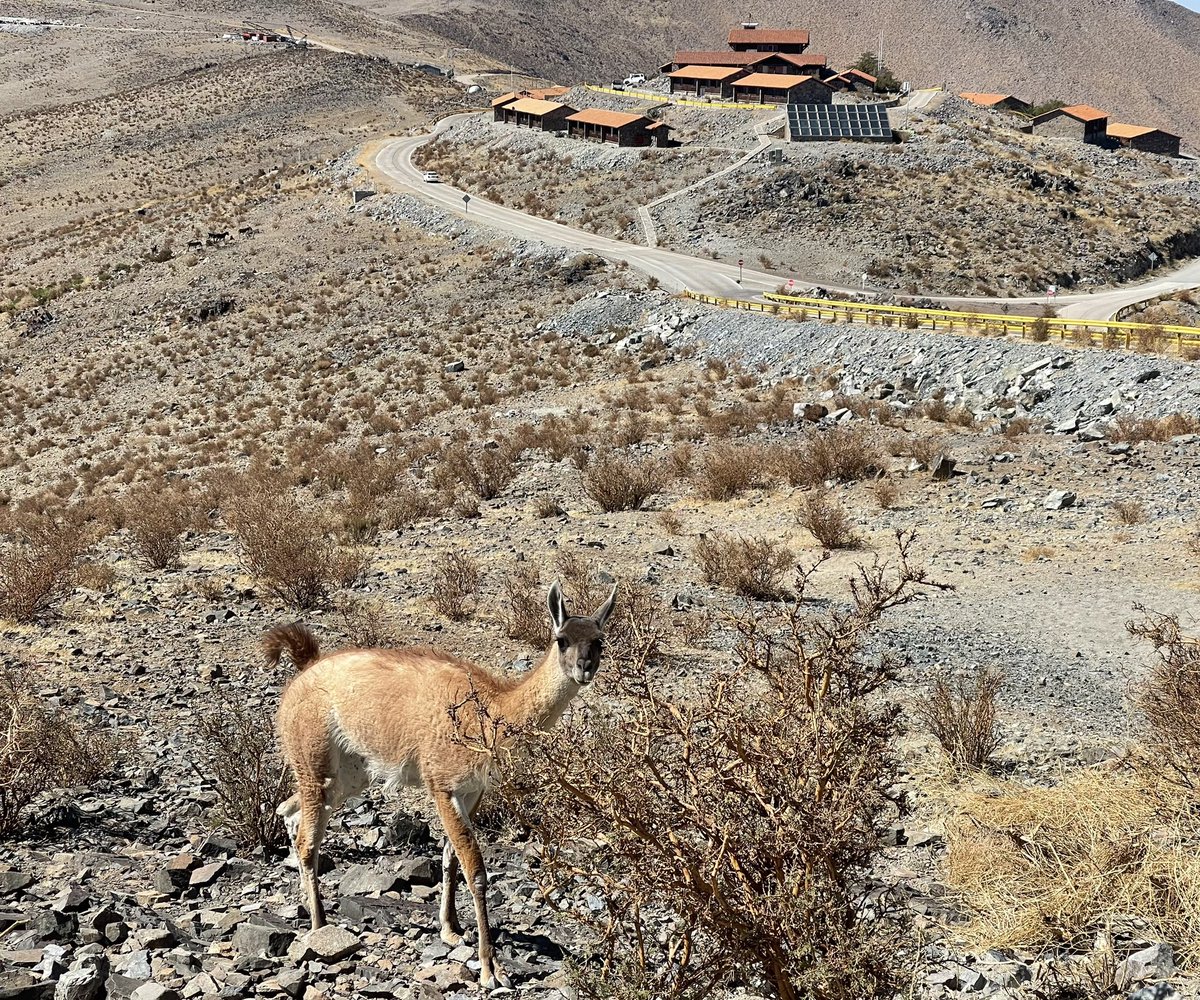 LCOAstro's tweet photo. Hoy tuvimos varios amigos dispuestos a posar para nuestra 📷: un hambriento guanaco, una curiosa vizcacha, y unos afables burros.
.
.
#fauna #faunasalvaje #observatorio #astronomía #ciencia #lifeatlco https://t.co/L78dhQWNkr