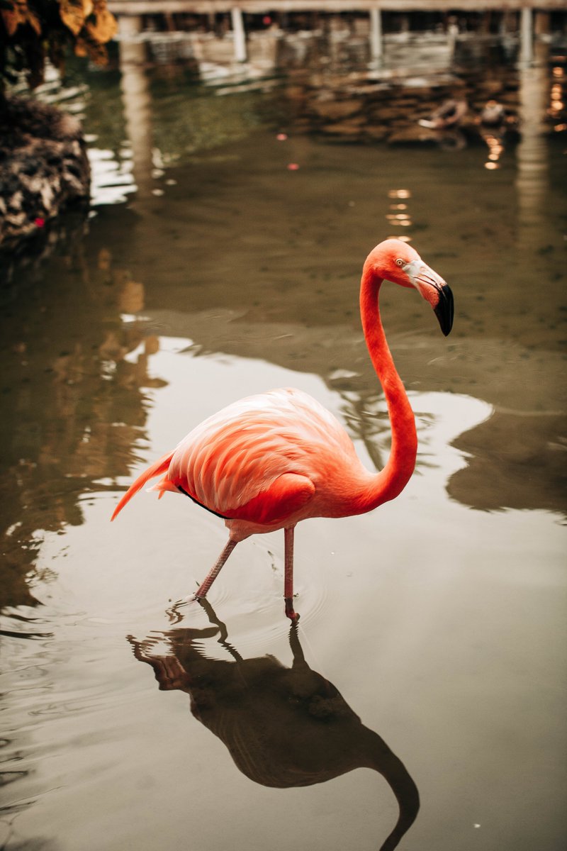 Flamingo love is in the air! 💘 #LoveFlamingos