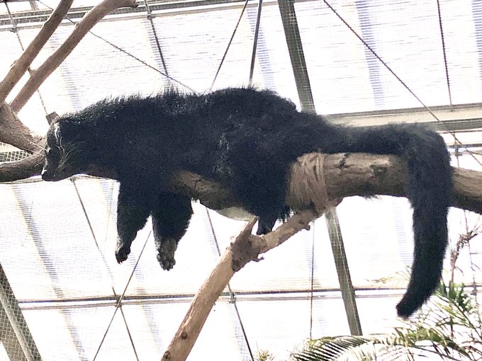 平木さんの最推し真っ黒なんで撮るの向いてないね… 平木なおり さんのマンガ ツイコミ(仮)