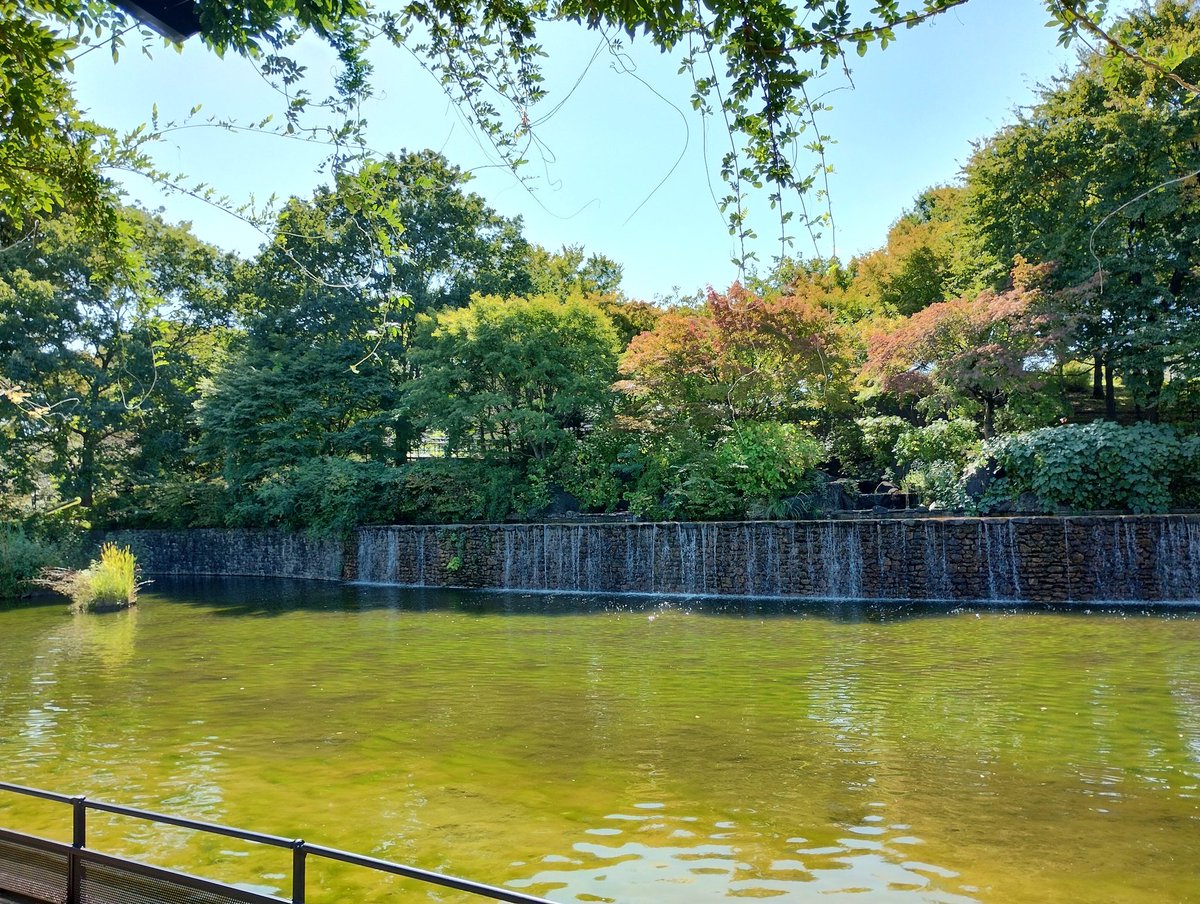 melanzane_'s tweet photo. 秋晴れの国分寺散歩。わんこ達と来た公園を孫と歩く幸せ。
綺麗に整備された国分寺のオアシス、、、住みたい街ランクアップのために、写真をアップ。
お帰りは国分寺南口、メランツァーネへ、11:30開店です。 https://t.co/GA3T2TmTBr