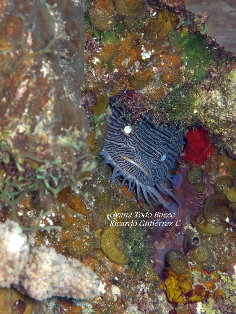 CyanaTB_Oficial's tweet photo. Les agradecemos mucho habernos permitido ser parte de su semana. Feliz noche.

Foto Cyana Todo Buceo cortesía Instructor Ricardo Gutiérrez C.
#Buceo #caribemexicano #toadfish #coralreef @ArrecifesCoral @entrecorrientes https://t.co/qpu4yi0m7M