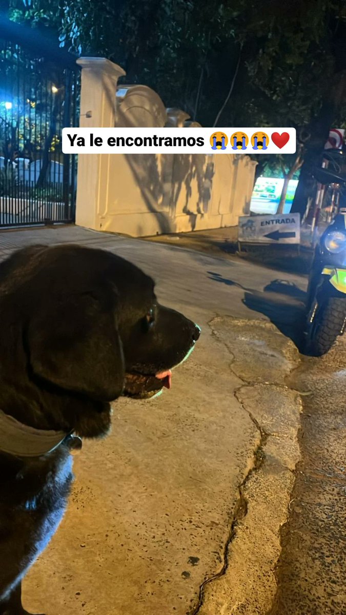 MafeCampos33's tweet photo. 😭❤️😭 el fugitivo ha sido encontrado sano y salvo! 🐾 https://t.co/LUaXvTcjSF