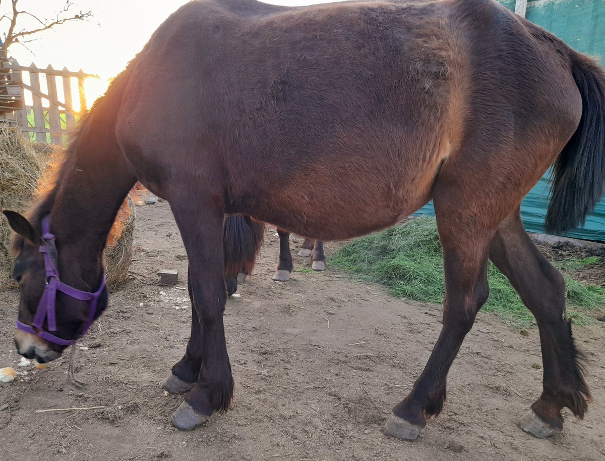 Azul llegó al refugio en Febrero, este último tiempo notamos que su abdomen crecía mucho y empezamos a sospechar y si, algo pasaba! Azul llegó al refugio preñada!  Aun no sabemos el tiempo de gestación pero pronto sabremos cuando la vea la vete rural! 
Se agrandara la Familia