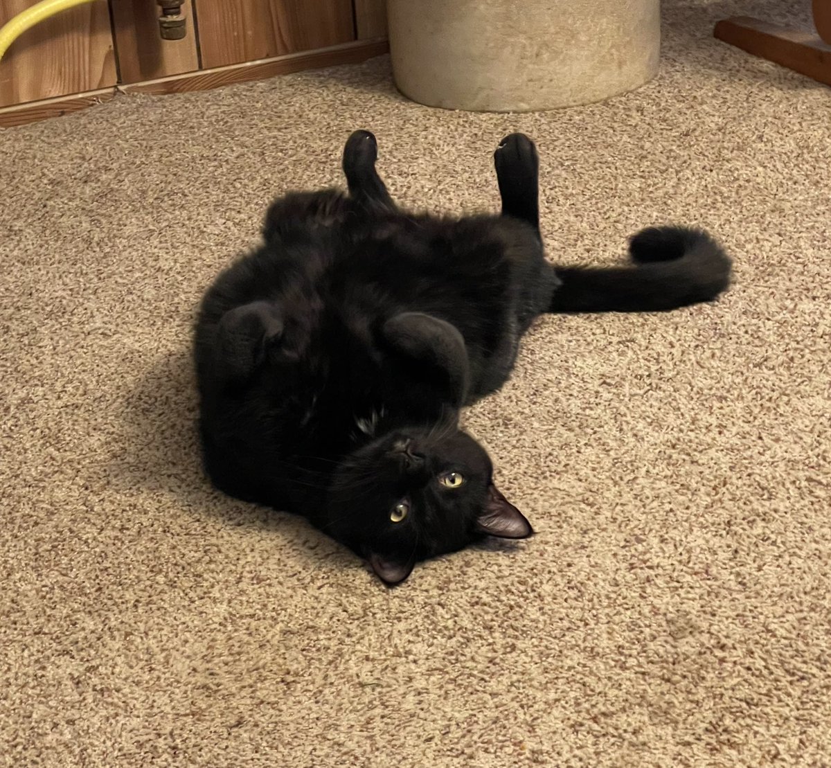 shadowcat40's tweet photo. Today is Grimm’s 4th gotcha day, 10-12-2019.  He’s 18+ lbs of hot attitude and swagger, who’s also a big fraidy cat unless he’s chewing on Mama’s shower curtain or her hand. #BlackCat #CatsLover #catsofinstagram #CatsOfTwitter #CatsOnTwitter #gotchaday #cats #CatsAreFamily https://t.co/DaiFJurSqB