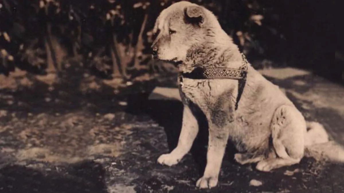 sopitas's tweet photo. 🐕💔 "Te esperaré, no importa el tiempo que sea": Este hilo se narra la triste y emotiva historia de Hachiko, el "perro más fiel del mundo". Prepara los pañuelos y las ganas de abrazar a tu perrito   🧵 https://t.co/YJBN2UZi3o