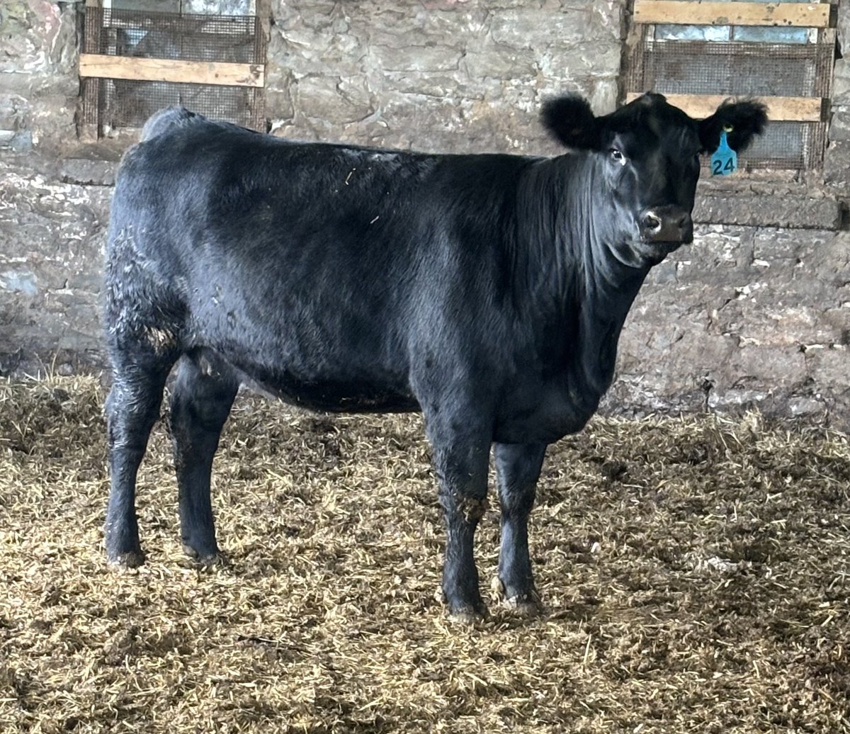 FirstLineAngus's tweet photo. Join us in Cargill or online with DLMS this Saturday for the 76th Bluewater Angus Sale! 
Lots 24, 50 and 51. 
All bred to FLA 2K - a MOGCK Entice son. 

#cdnangus #baldy 

https://t.co/Irc4HL0NqR https://t.co/w9RFtWg5y5