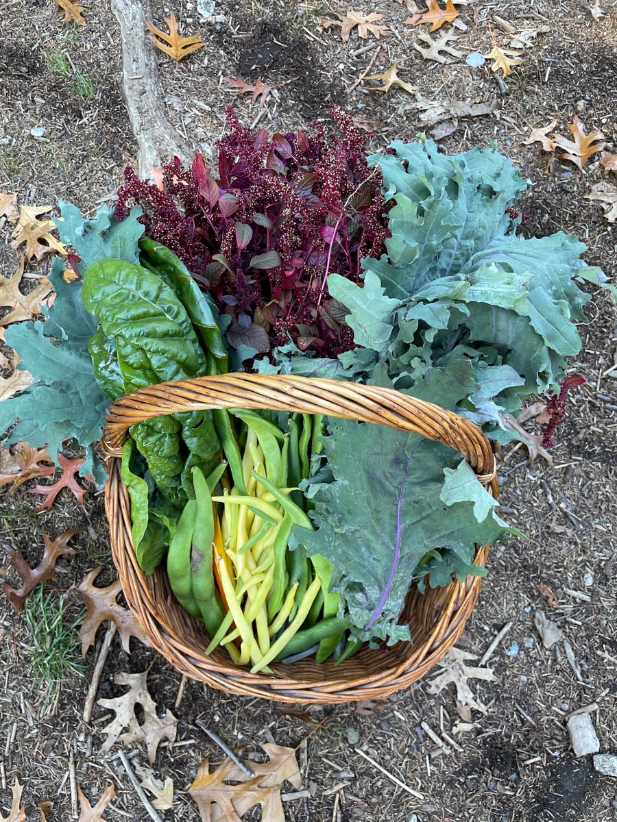 MiriamTratt's tweet photo. This #abundance was grown in our school garden
@SD41marlborough and harvested with love and care by my students today. Oh the many things we will make with it all! #togetherisbetter #honorableharvest https://t.co/VMvQSBpkJI