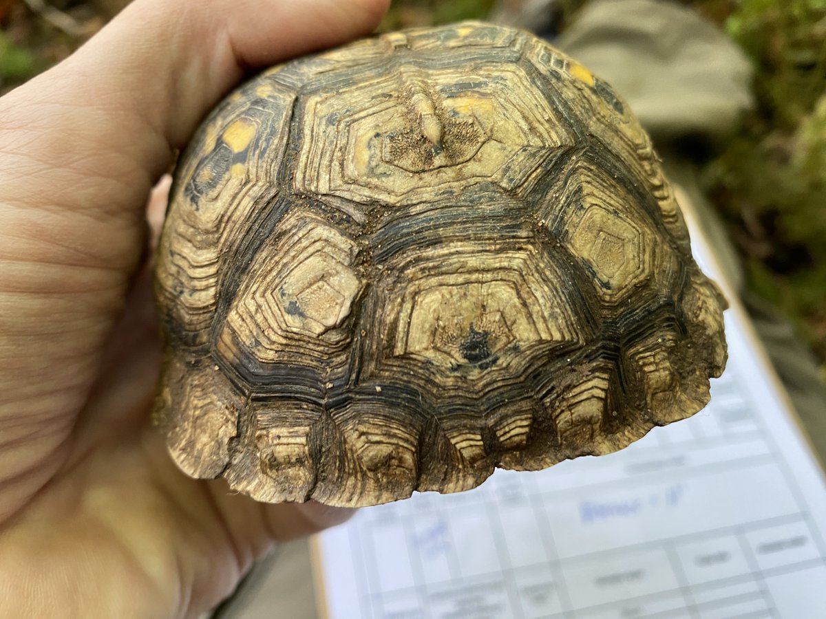 I caught this messed-up box turtle today. It has a lot of scutes that are bare-bone like they just flaked off. No obvious trauma and doesn't look like fire damage. Haven't seen this before, need some turtle expertise here!  @OrianneSociety @turtletweets @TurtleSurvival