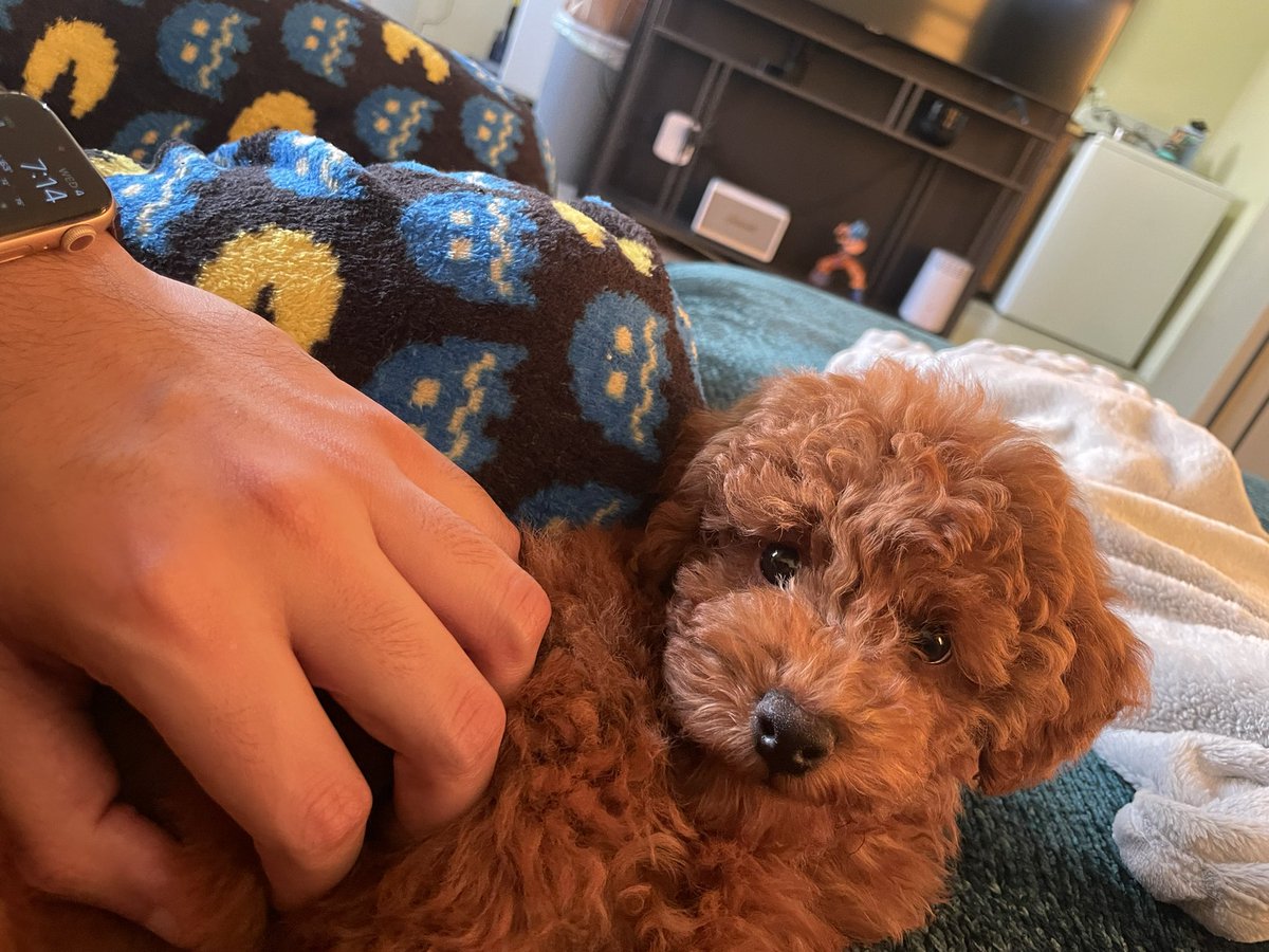 _wlg19's tweet photo. @KiDCuDi Got a puppy last week &amp; named him Scottie. Tomorrow night I get to see the inspiration for his name live performing some of my favorite tracks! I could not be more exited for #CuddersClubhouse https://t.co/F2vcsax1H5