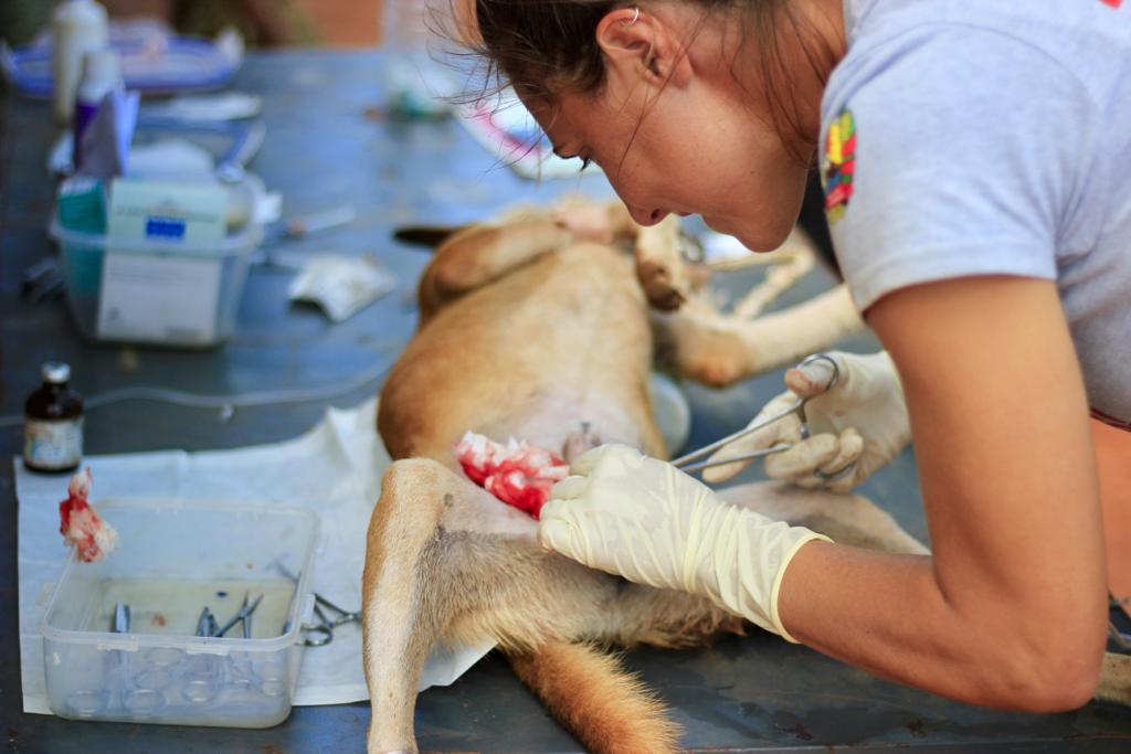 WCSMozambique's tweet photo. WCS and partners conducted a #caninevaccinationcampaign in the #NiassaSpecialReserve to control the canine population in human settlements, as well as #promotingawareness among local communities about the negative impacts of #rabies and #zoonoticdiseases.
https://t.co/OdLZLbN4zl https://t.co/3TiGjqBRqi