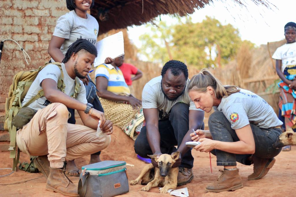 WCSMozambique's tweet photo. WCS and partners conducted a #caninevaccinationcampaign in the #NiassaSpecialReserve to control the canine population in human settlements, as well as #promotingawareness among local communities about the negative impacts of #rabies and #zoonoticdiseases.
https://t.co/OdLZLbN4zl https://t.co/3TiGjqBRqi