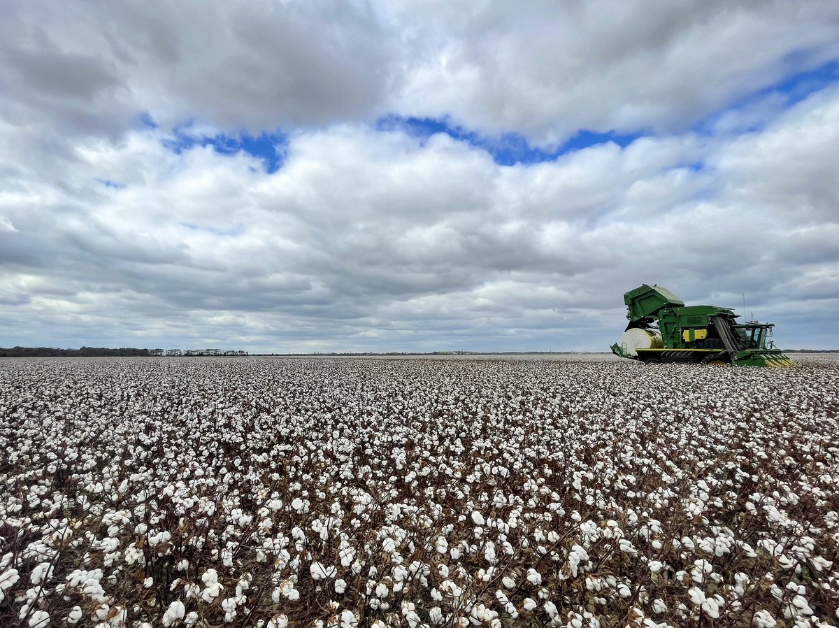 Not many words...just some unbelievable #whitegold #eatsleepgrowcotton #PHY332 #nomotodes #harvest23 #wait4weight @PhytoGenCotton