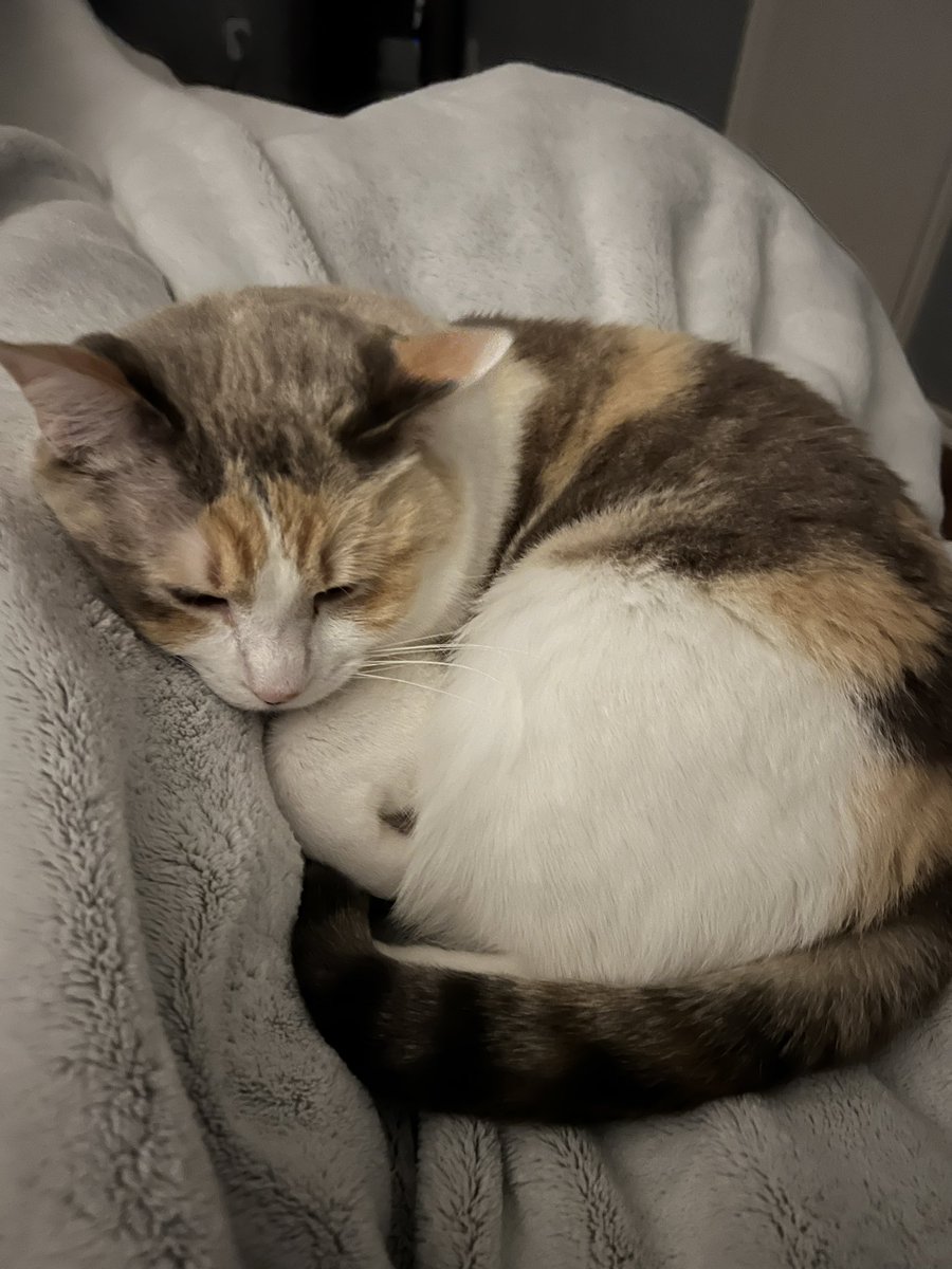 fatfatpankocat's tweet photo. Time for bed https://t.co/glLCz7Rn7I