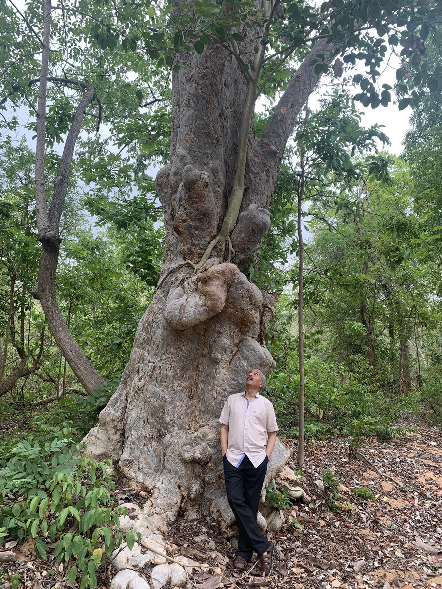 pargaien's tweet photo. Tried to read this ๐๐beautiful poem called tree during one of my field visits.
A giant Terminalia with unique buttressed stem
@onetreeplanted #onetreeplanted #treeambassador https://t.co/yXfd7lK4la