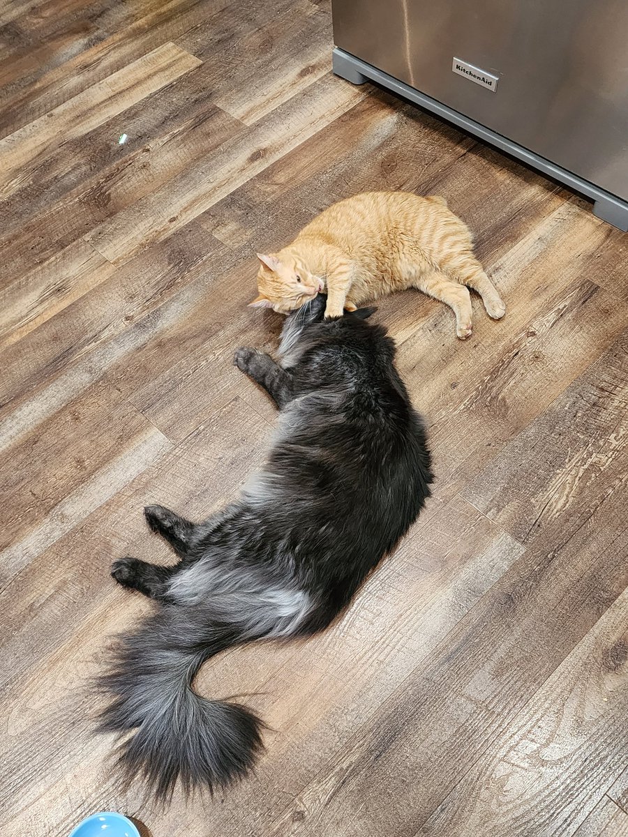 bobthecat2016's tweet photo. Loki has grown a little in a year and a 1/2! 😳 https://t.co/B05SjF0MqG
