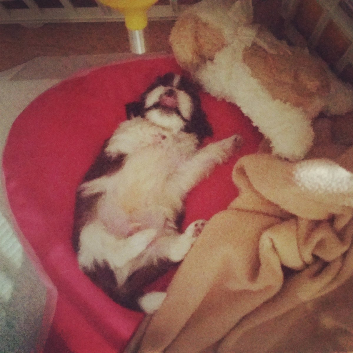 우리집 강아지 애기 때 ㄹㅈㄷ 귀여운 썰
반년 동안 한 번도 안짖고 소리를 안내서 성대에 문제가 있나 싶어서 병원에 데리고 감..
의사쌤이 성대는 멀쩡하고 그냥 딱히 요구할게 없고 지금 생활이 만족스러워서 굳이 안짖는거 같다고 함 
착하고행복한아기강아지!!!