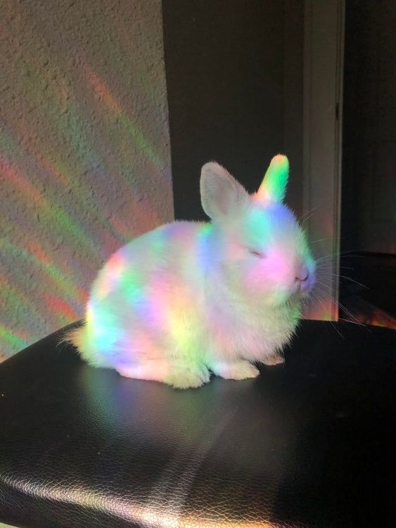 Bunnies (@rabbiteveryhour) on Twitter photo 