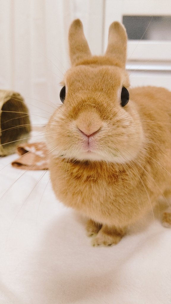 うさぎのモモ@天国モモ地方 (@momo_rabbit1013) / Posts / X