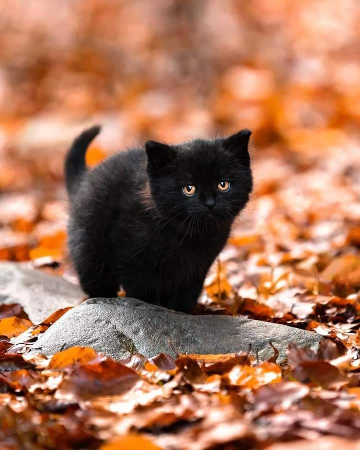 ♡❃∘✤ ॐ♥.🎀🐱😊
