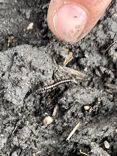 Daño en plantulas de maíz. Hace 7 días estamos Monitoreando este daño sin ver cortadoras o alguna otra lagarta etc. Ni en superficie ni en el surco ni sacando parte del suelo con pala. Lo único que se ve es este ciempiés (Miriapodo). Puede ser el causante de dicho daño?