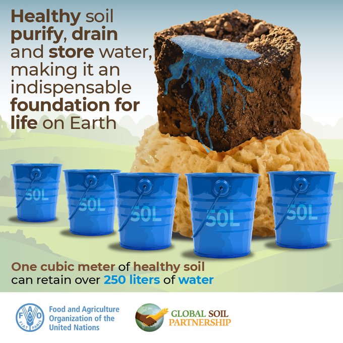 UNBiodiversity's tweet photo. What's the link between healthy #soil and water?  

#SoilAction #WaterAction

via @FAO https://t.co/4fqVZLQIPR