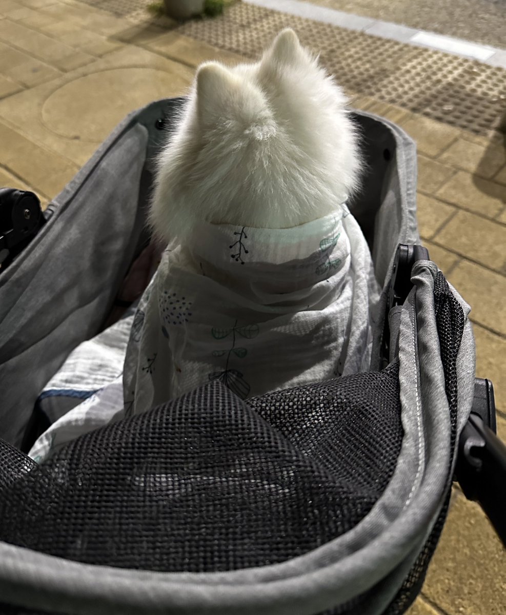 뽀송한 뒷통수🥺 너무 귀여워서 내 대가리 박박침 (담요안에 하네스 했음 내강아쥐 내가 챙긴다뤼)