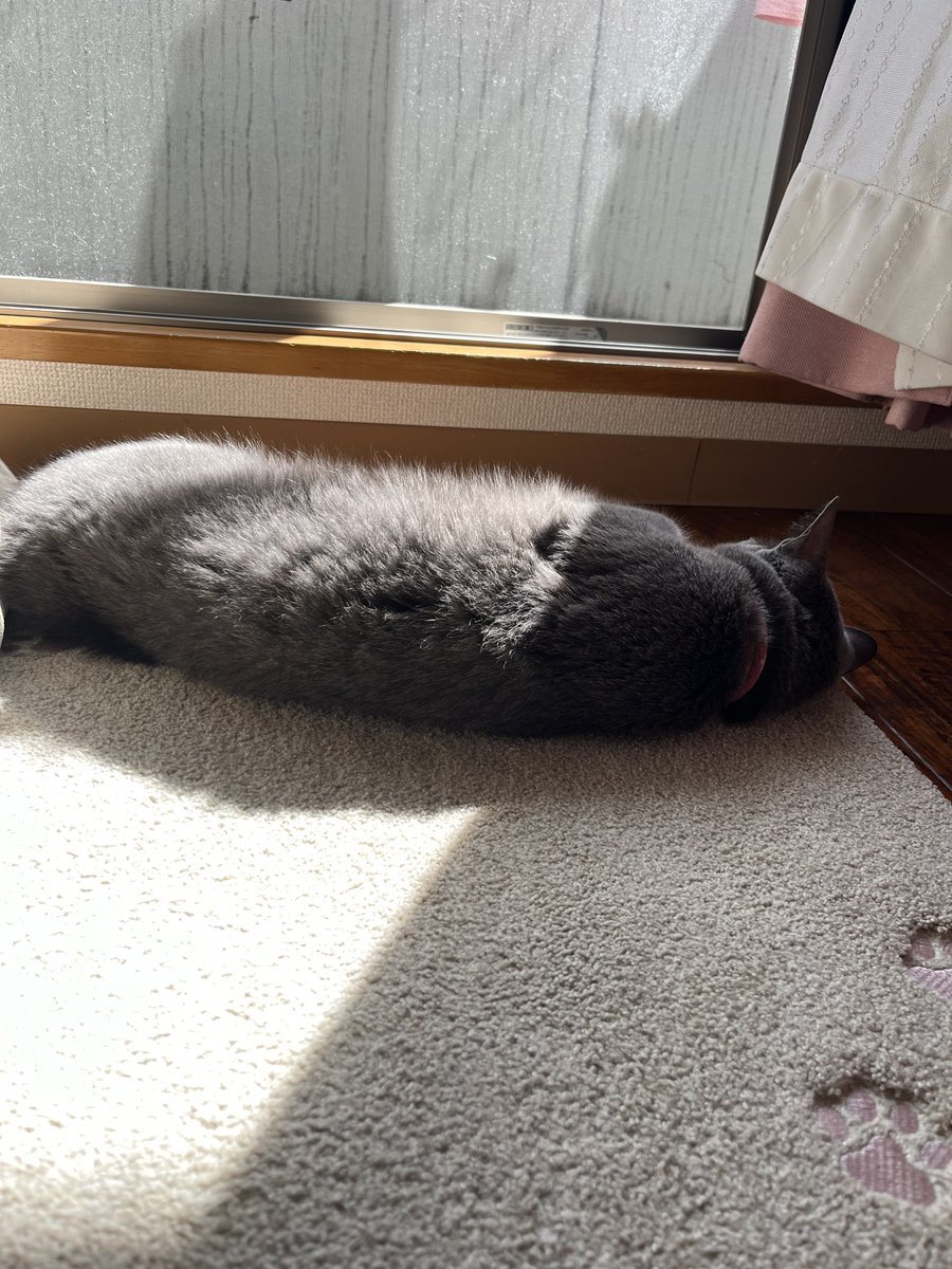 FIP08409915's tweet photo. 写真撮ってるのがバレて、そっぽむかれました笑笑 https://t.co/nbh2Lwf7VZ