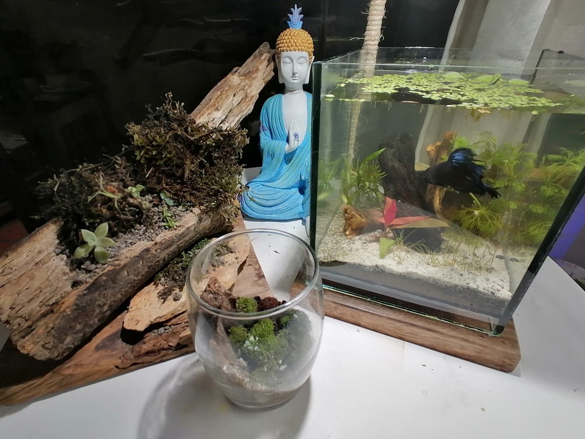 AquacubesM's tweet photo. y que tal si tu momento de relax tu escape del barullo lo transformas en un dialogo con tu ser natural? 
#nature #naturdesing #aquascaping #medellin #ACUARIO #acuarioplantado recuerda escribirnos para que compartamos mas al natural!!! https://t.co/skAVEWv1MK
